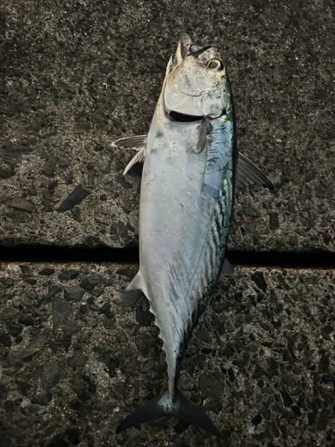 スマガツオの釣果