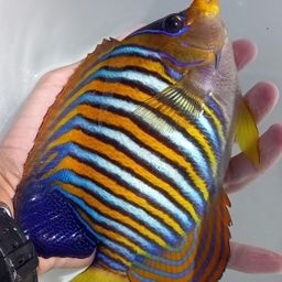 チョウチョウウオ