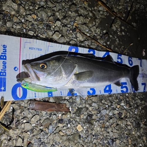 シーバスの釣果