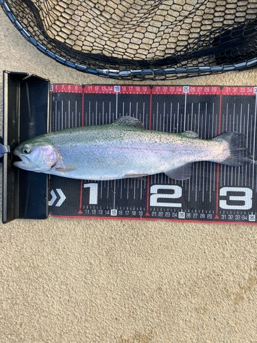 レインボートラウトの釣果
