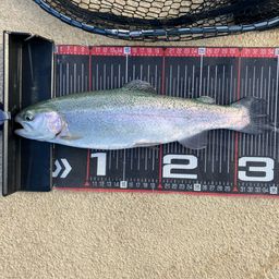 レインボートラウト