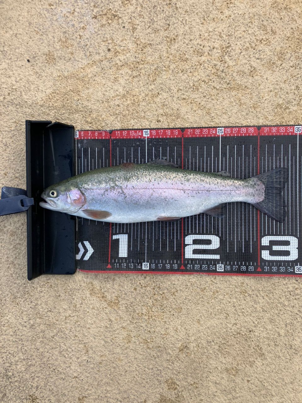 ☆ベビーパンサー☆ さんの 2025年11月18日のレインボートラウトの釣り