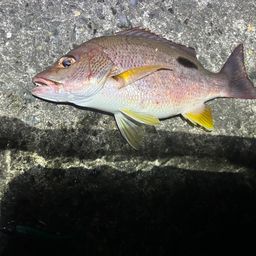 クロホシフエダイ