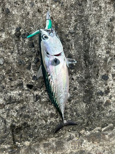 スマガツオの釣果