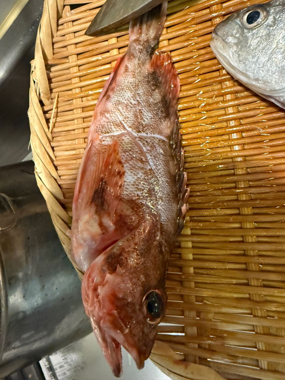 ブーノ釣り初心者さんの釣果 2枚目の画像