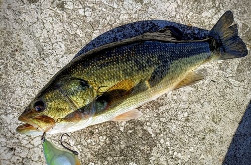 ラージマウスバスの釣果