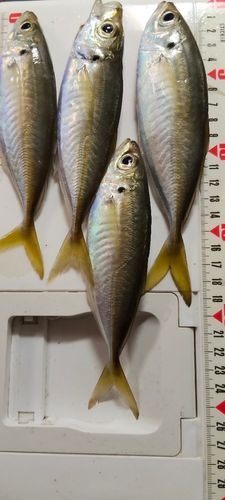 東京湾（富津〜金谷）