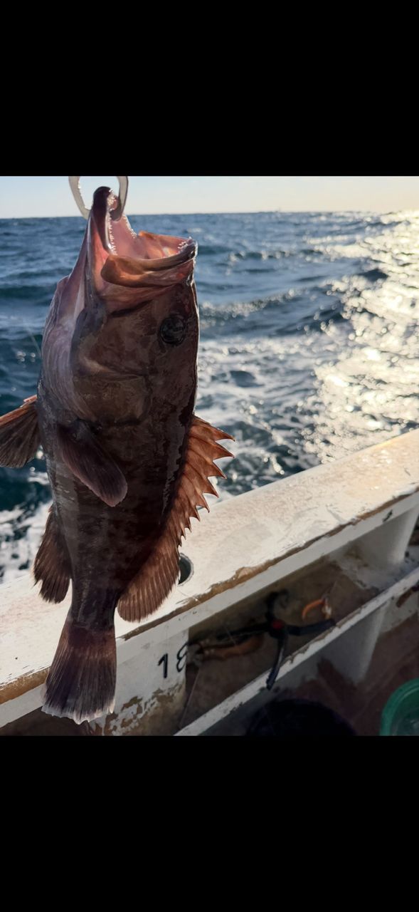 汗かくおじさんさんの釣果 1枚目の画像
