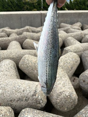 サゴシの釣果