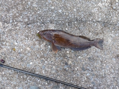 アイナメの釣果