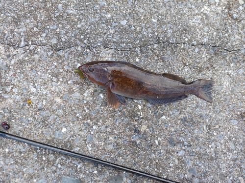 アイナメの釣果