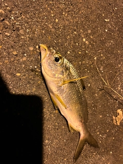 クロサギの釣果