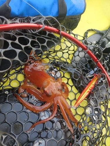 イカの釣果