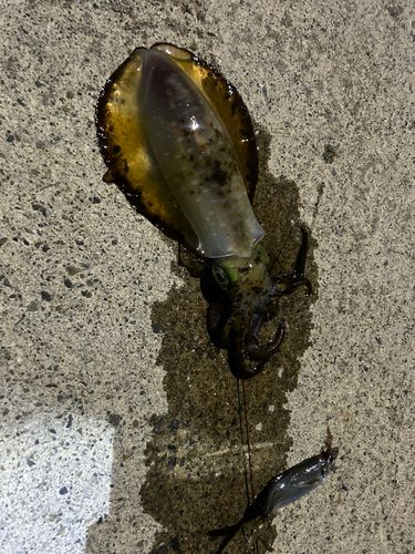 アオリイカの釣果