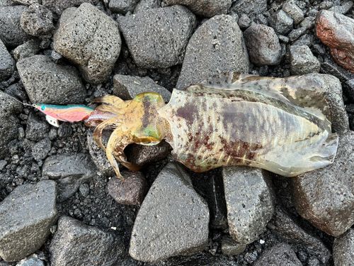 アオリイカの釣果