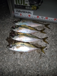マアジの釣果