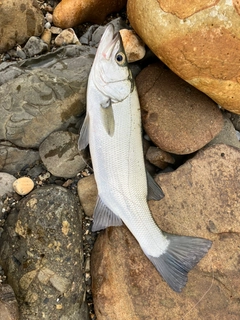 ヒラスズキの釣果