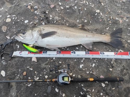 シーバスの釣果