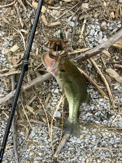 ブラックバスの釣果