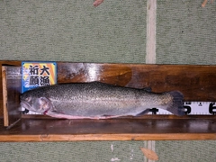 ニジマスの釣果