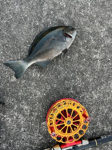 メジナの釣果
