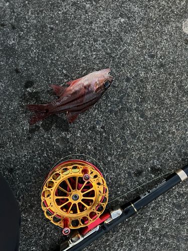 オオスジイシモチの釣果