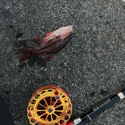 オオスジイシモチ