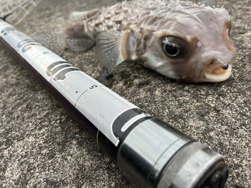 イシガキフグの釣果