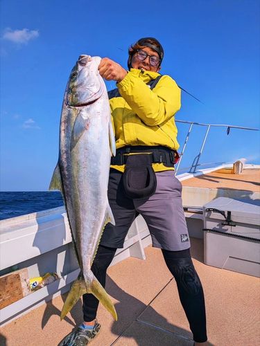 ヒラマサの釣果