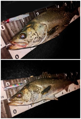 シーバスの釣果