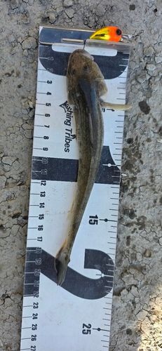 ハゼクチの釣果