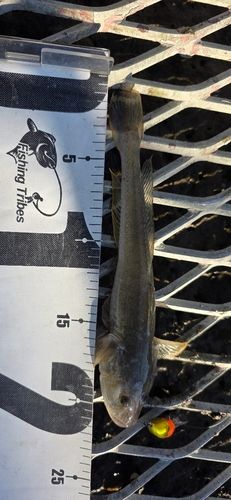 ハゼクチの釣果