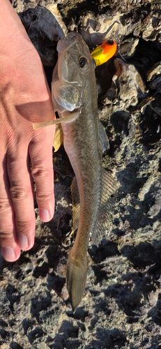 ハゼクチの釣果