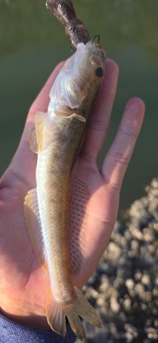 ハゼクチの釣果