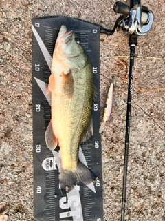 ブラックバスの釣果