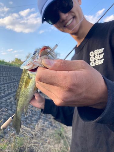 ラージマウスバスの釣果