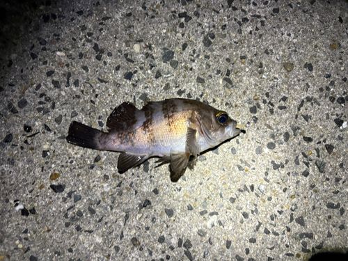 アカメバルの釣果