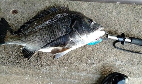 チヌの釣果