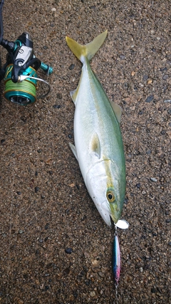 コゾクラの釣果