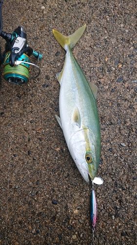 コゾクラの釣果