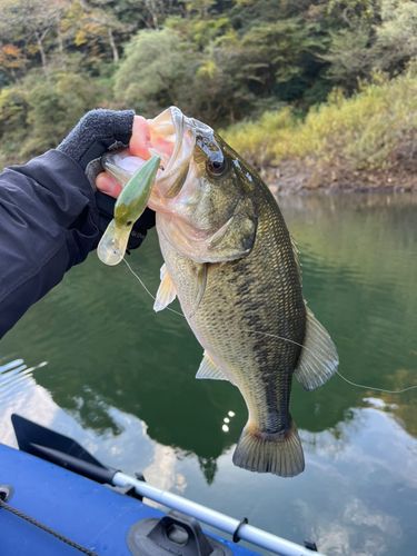 ラージマウスバスの釣果