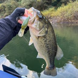 ラージマウスバス