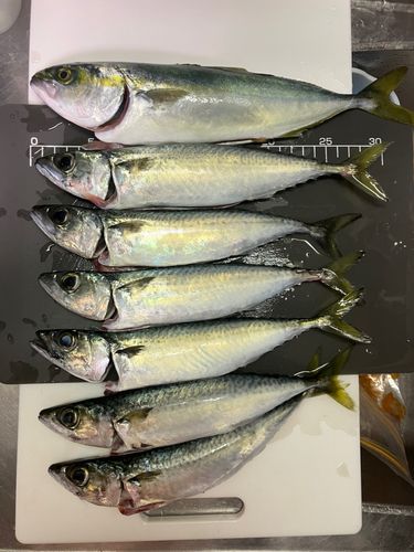 サバの釣果