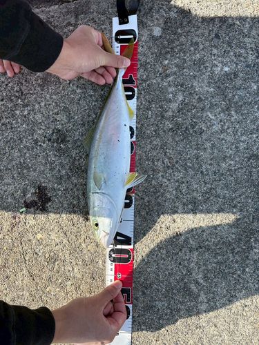 フクラギの釣果