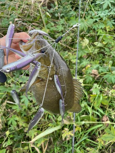 スモールマウスバスの釣果