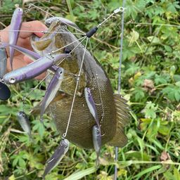 スモールマウスバス