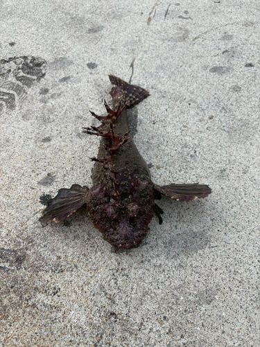 オニオコゼの釣果