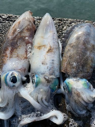 アオリイカの釣果