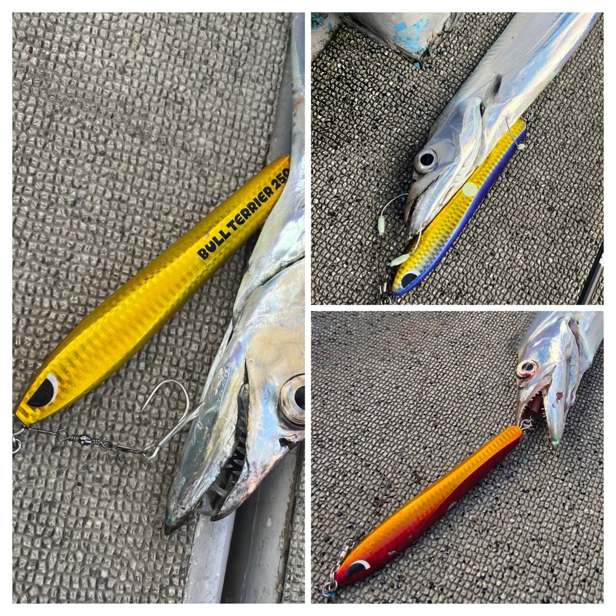 浜名湖　遠州海馬丸さんの釣果 1枚目の画像