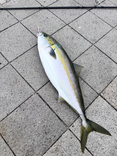 メジロの釣果